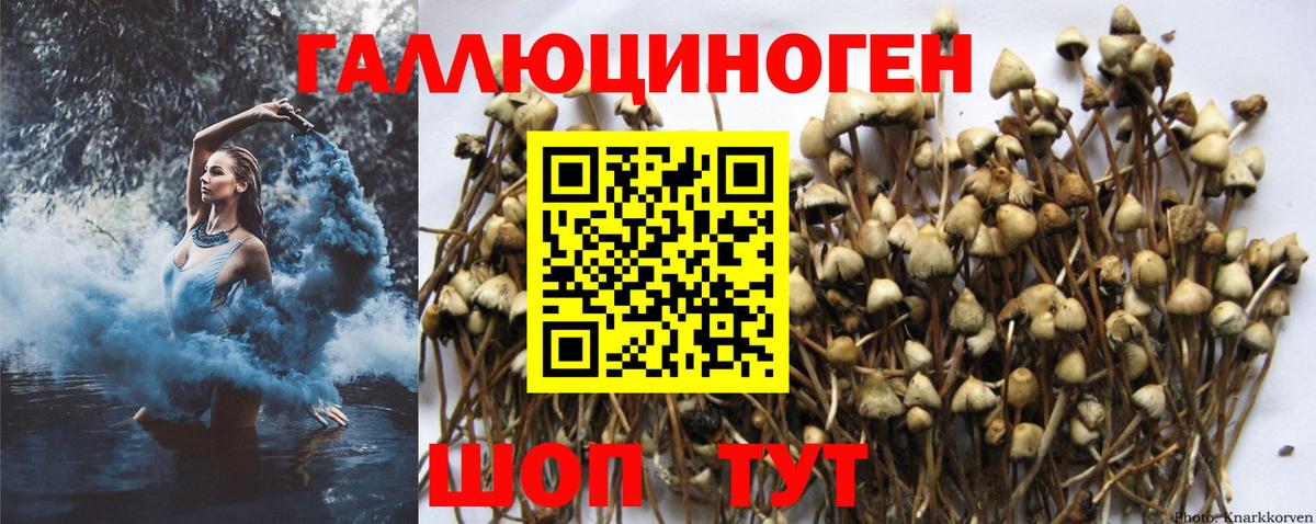 Саяногорск  Псилоцибиновые грибы мицелий  Вход с VPN 